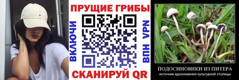Купить где  Ступино  Псилоцибиновые грибы Cubensis 